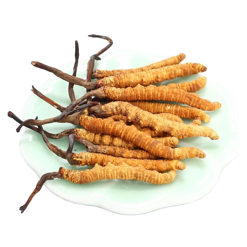 冬蟲(chóng)夏草中的蟲(chóng)草素的主要作用是什么？
