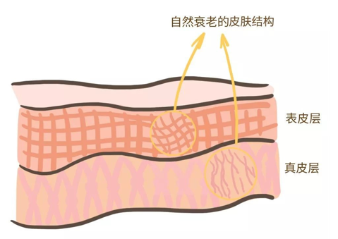 來看看維E是如何抗衰老的，一起看看原理
